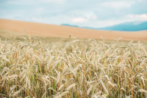 Blurred grain background of field. Summer orange grain. Grain field with mountains in background.