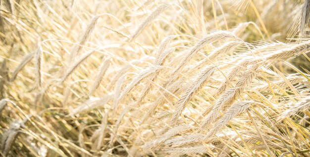 Blurred grain background. Summer orange grain.