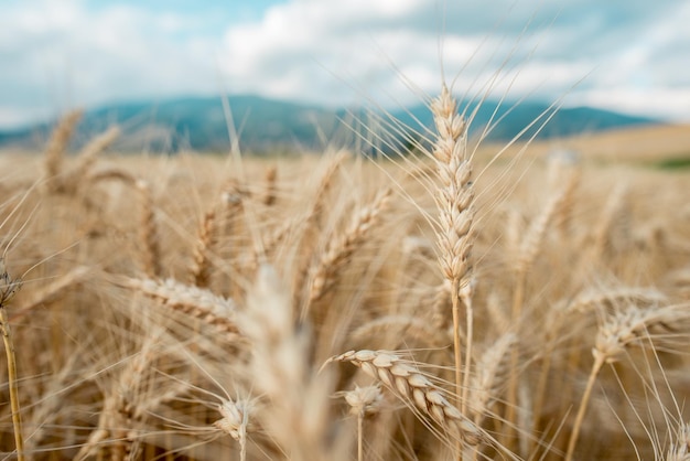 Sfondo di grano sfocato. granella d'arancia estiva