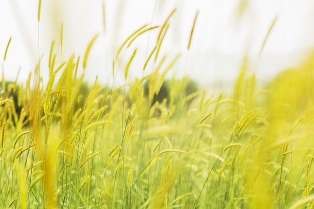 Photo blurred grass in the wind