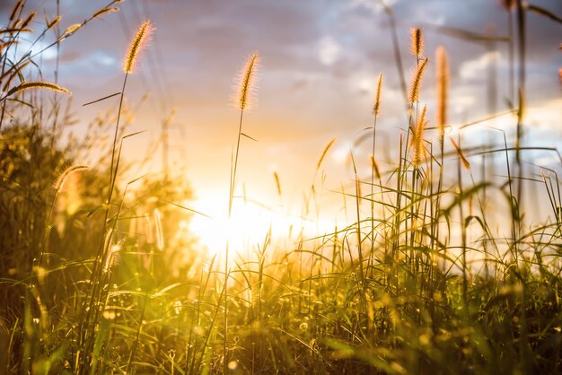 blurred grass with sunlight