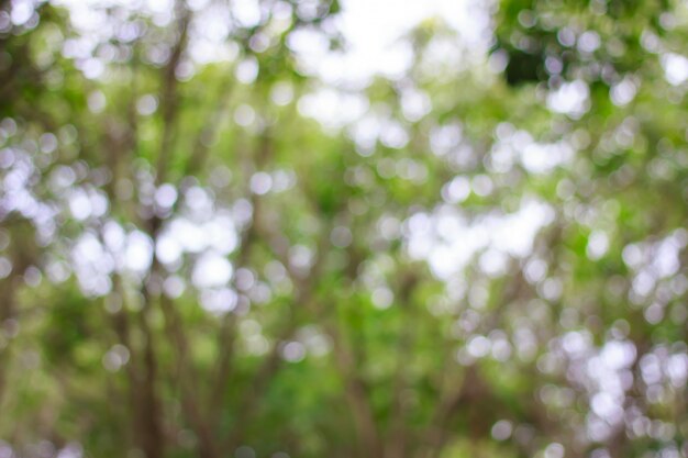 Blurred of green bokeh on tree background