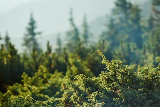 Blurred green floral background with juniper bushes on middle ground