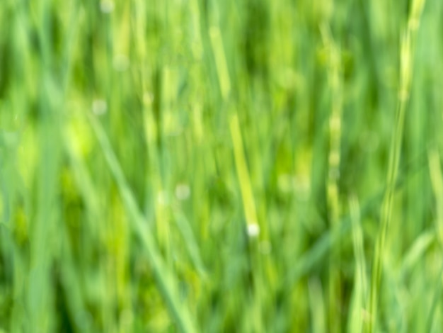 Blurred green grass