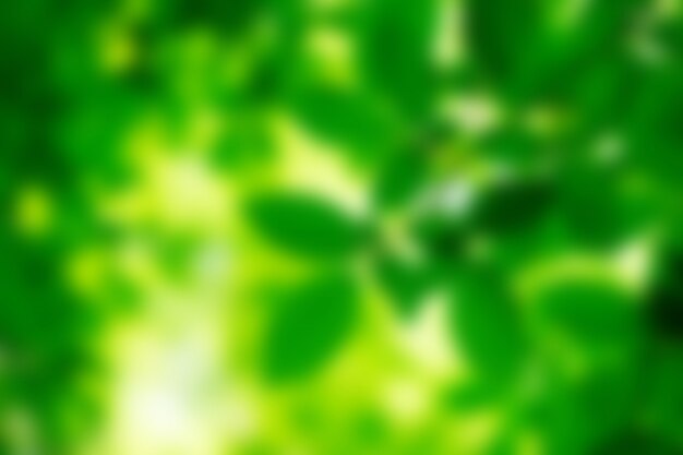 Blurred green leaves background