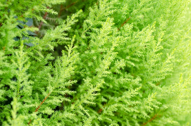 Blurred green leaves with blurred background