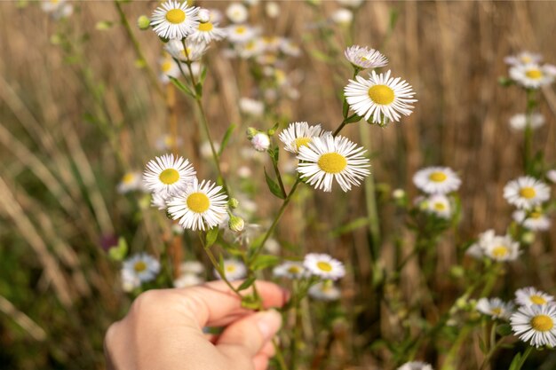 Blurred human hand picking blooming wildflowers in the field