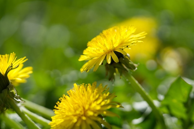 Blurred image dandelions as background