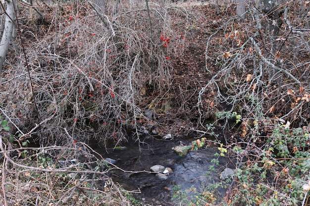 ぼやけた画像 秋の小川に流れる水