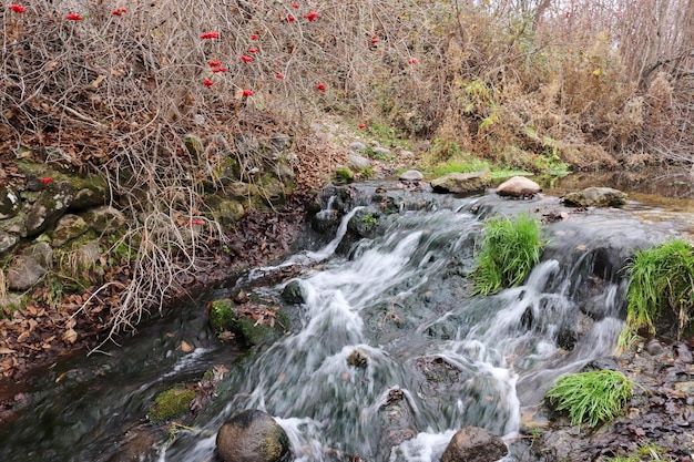 ぼやけた画像 秋の小川に流れる水