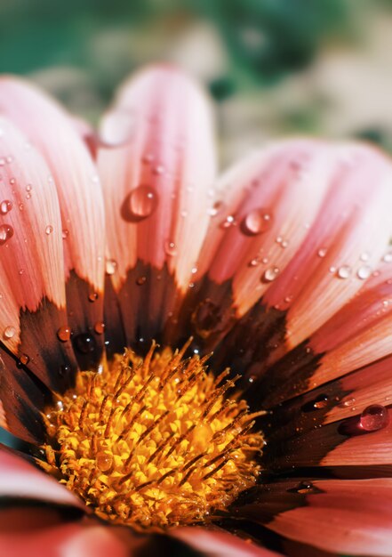 Photo blurred image of gerbera flowers