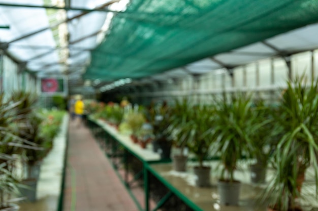 Blurred image of greenhouse room with indoor plants