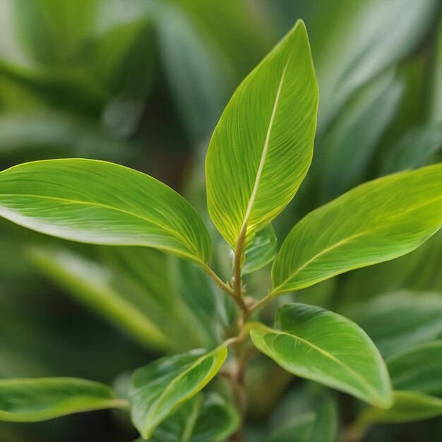 写真 緑の植物のぼんやりした画像