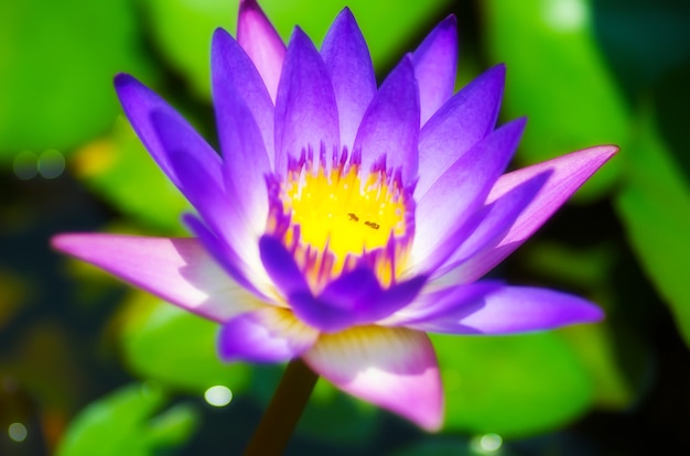 使用される背景のための紫の蓮のぼやけたイメージ