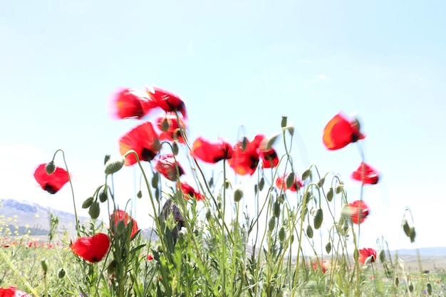 Blurred image of red poppy field