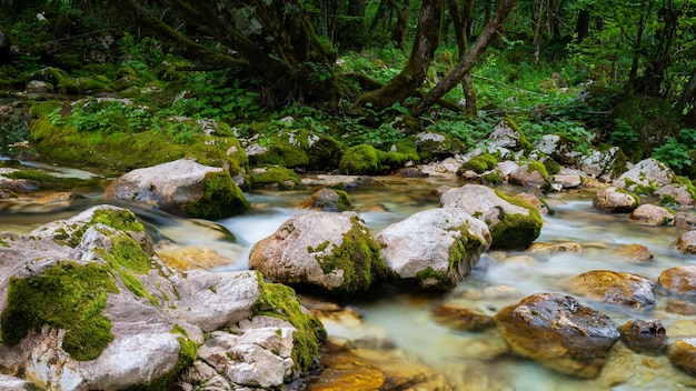 Blurred image of stream of water flowing through beautiful green forest over mossy rocks