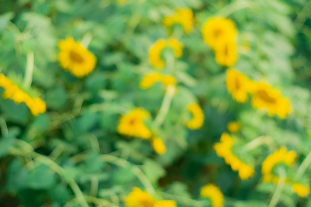 Blurred image of sunflower field