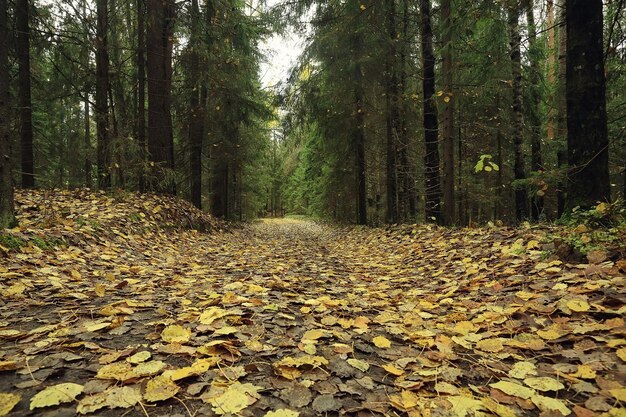 흐릿한 나뭇잎 배경, 나뭇잎 공원 풍경, 10월의 가을 전망