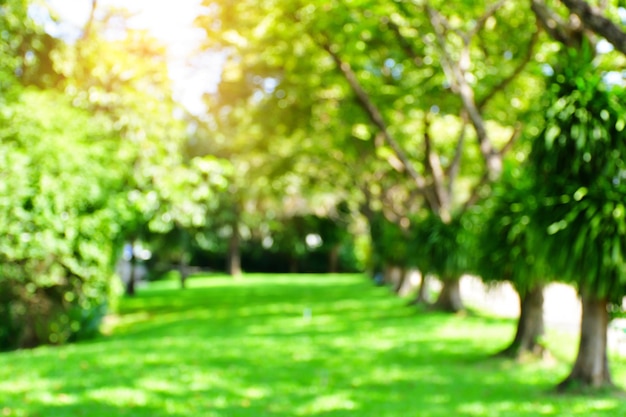 Photo blurred leaves and twig of tree