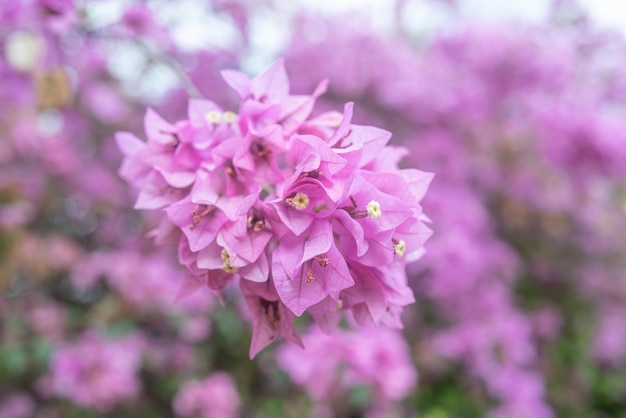 Размытые светло-розовые бугенвилии крупным планом Нежные сиреневые розовые цветы фон Ботанические обои с тропической флорой