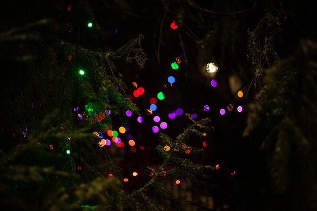 Blurred lights from the garlands between the branches ate in the evening