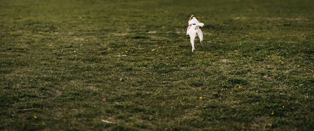 Il piccolo cane bianco vago jack russell attraversa una radura di erba verde. scappare dalla cornice in lontananza.