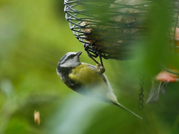 Photo blurred motion of a bird flying