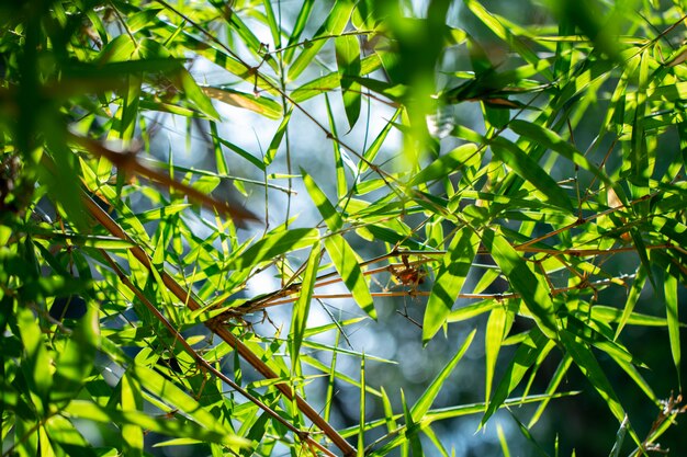 Blurred natural bamboo leaves in bamboo forest from below views design for green background