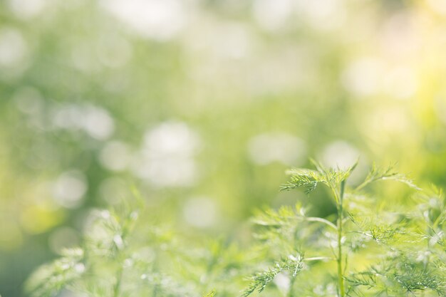Photo blurred natural landscape