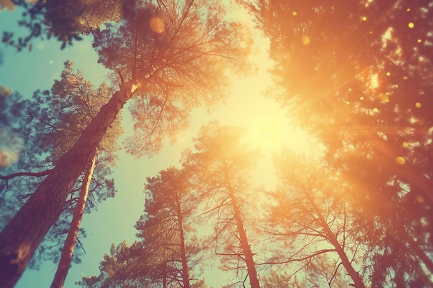 Blurred nature background of trees looking upward