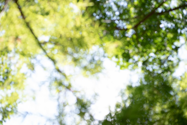 Blurred park, vibrant green natural