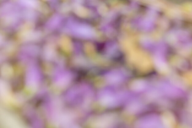 Blurred purple flower falling petal abstract background.