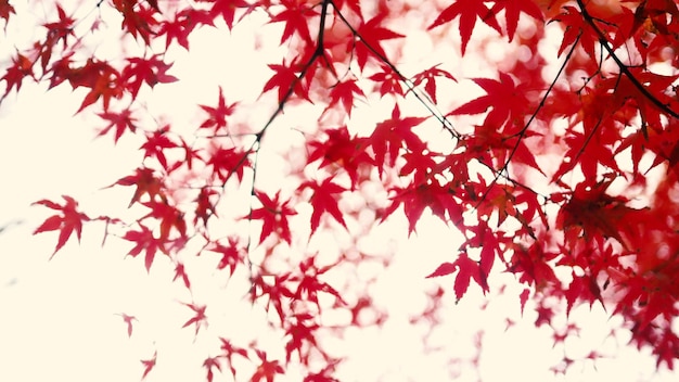 Blurred red color maple leaf on tree in Japan mid November autume season.