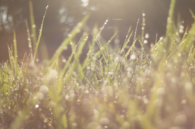 Blurred of rice spike in Paddy field on autumn