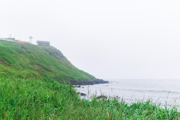 近くの草に焦点を当てたぼやけた海岸の風景