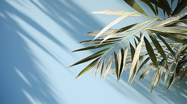 Blurred Shadow from Palm Leaves on Light Blue