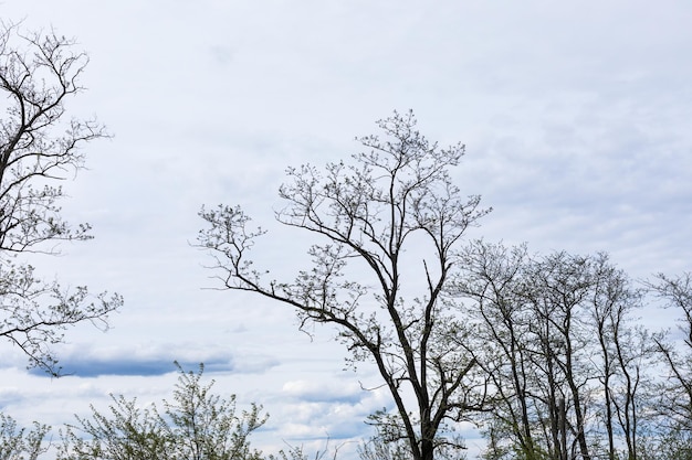 Размытые силуэты голых деревьев на фоне облачного неба