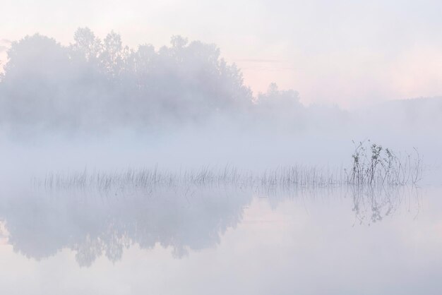 Blurred silhouettes of forest in fog