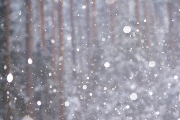 写真 ぼやけた雪の背景 冬の風景 雪に覆われた木々や植物