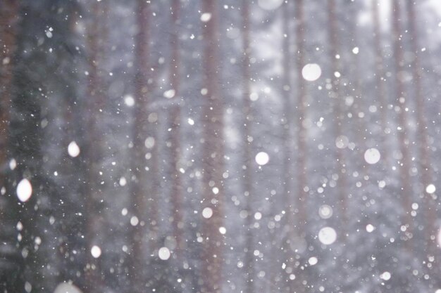 Blurred snow background Winter landscape Trees and plants covered with snow