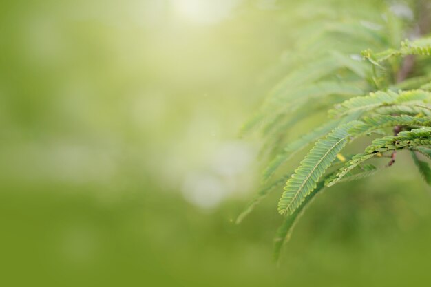 Blurred and soft focus green leaf in blur tree background texture concept