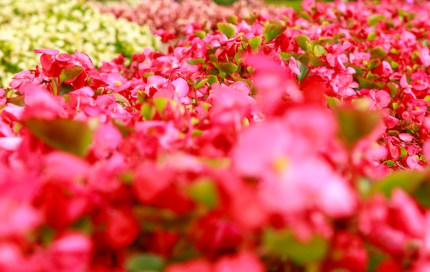 写真 明るいピンクの花のぼやけたソフト フォーカス写真被写界深度が浅い夏の晴れた日の花壇