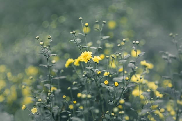 Offuscata e morbida di piccoli fiori gialli e foglie verdi colore della natura per lo sfondo