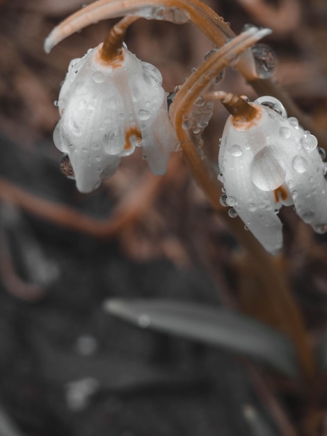 春の森のセレクティブ フォーカスで水滴とぼやけた春スノー ドロップの花