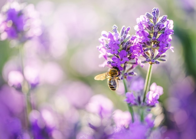 ミツバチとラベンダーの花のぼやけた夏の背景