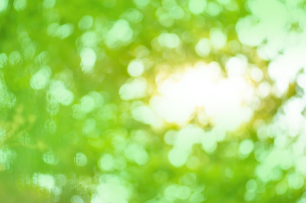 ぼやけたサンセットガーデンまたは日光のある公園の背景森の中の緑の葉抽象的なぼやけた背景