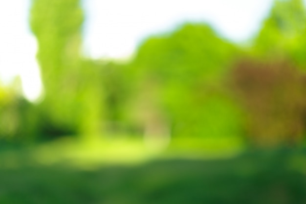 Blurred trees and plants in a park on sunny day 