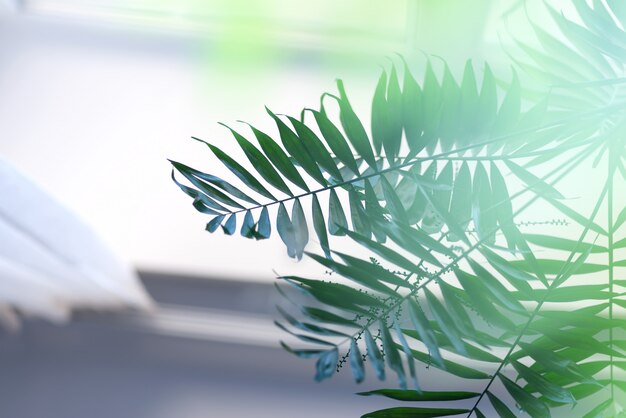 Photo blurred tropical palm leaves