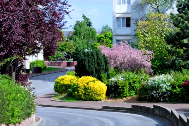 Blurred view of beautiful bushes in park