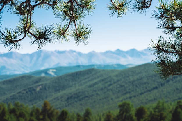 Blurred view of giant mountains and glaciers through conifer branches. Snowy ridge under blue clear sky in bokeh. Snow summit in highlands. Amazing atmospheric minimalist mountain landscape frame background